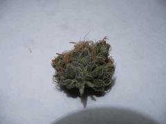 critical skunk#15 Mr Nice
