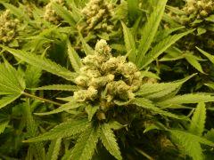 critical skunk#15 Mr Nice