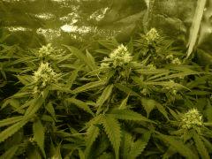 critical skunk#15 Mr Nice