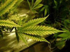 critical skunk#15 Mr Nice