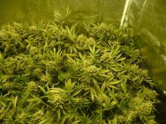 critical skunk#15 Mr Nice F+70
