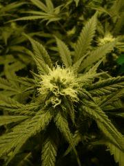 critical skunk#15 Mr Nice