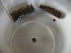 CS#15  Ice O dried crumble