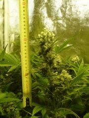 critical skunk#15 Mr Nice