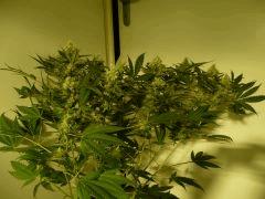 critical skunk#15 Mr Nice