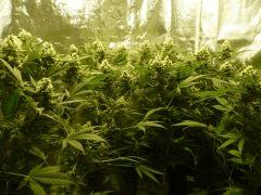 critical skunk#15 Mr Nice