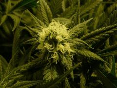 critical skunk#15 Mr Nice