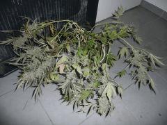 critical skunk#15 Mr Nice n°7