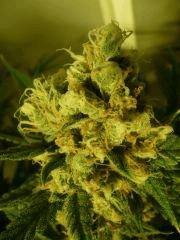 critical skunk#15 Mr Nice