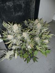 critical skunk#15 Mr Nice n°5