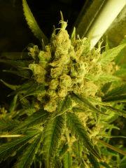 critical skunk#15 Mr Nice F+69