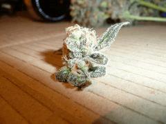 critical skunk#15 Mr Nice Cut day