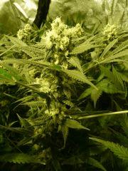 critical skunk#15 Mr Nice