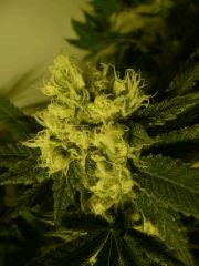 critical skunk#15 Mr Nice