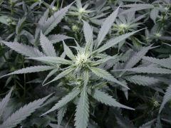 critical skunk#15 Mr Nice