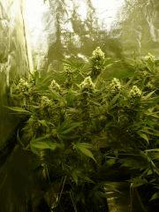 critical skunk#15 Mr Nice