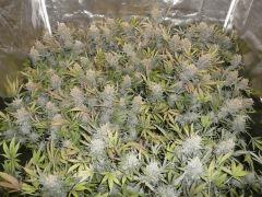 critical skunk#15 Mr Nice F+72