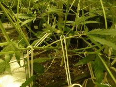 critical skunk#15 Mr Nice