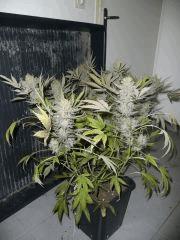 critical skunk#15 Mr Nice n°2