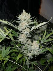 critical skunk#15 Mr Nice