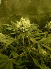 critical skunk#15 Mr Nice