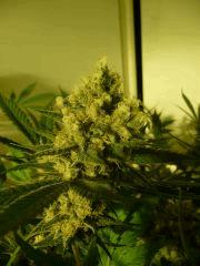 critical skunk#15 Mr Nice