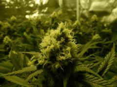 critical skunk#15 Mr Nice