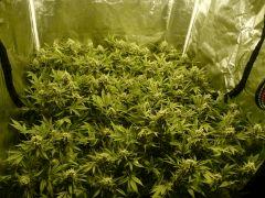 critical skunk#15 Mr Nice