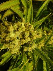 critical skunk#15 Mr Nice F+69