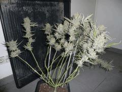 critical skunk#15 Mr Nice N°1