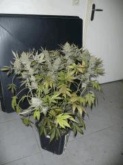 critical skunk#15 Mr Nice N°1