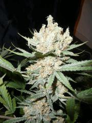 critical skunk#15 Mr Nice