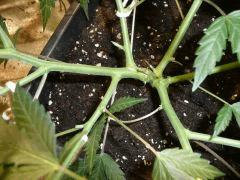 critical skunk#15 Mr Nice