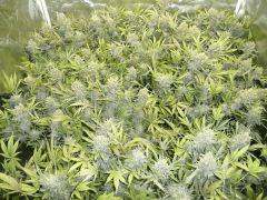 critical skunk#15 Mr Nice F+72