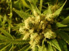 critical skunk#15 Mr Nice