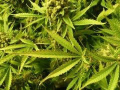critical skunk#15 Mr Nice