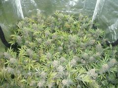 critical skunk#15 Mr Nice F+70