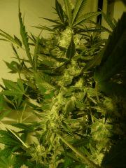 critical skunk#15 Mr Nice