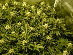 critical skunk#15 Mr Nice