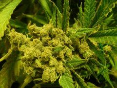 critical skunk#15 Mr Nice F+70