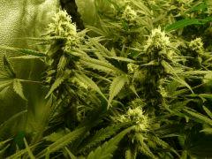 critical skunk#15 Mr Nice