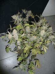 critical skunk#15 Mr Nice N°1