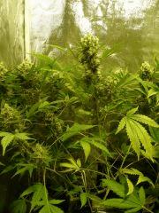 critical skunk#15 Mr Nice