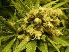critical skunk#15 Mr Nice