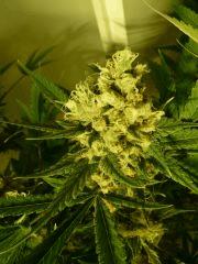 critical skunk#15 Mr Nice
