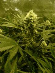 critical skunk#15 Mr Nice