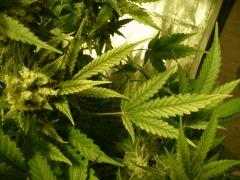 critical skunk#15 Mr Nice