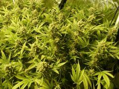 critical skunk#15 Mr Nice