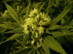critical skunk#15 Mr Nice