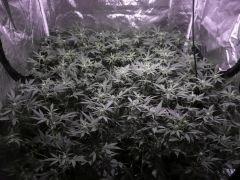 critical skunk#15 Mr Nice